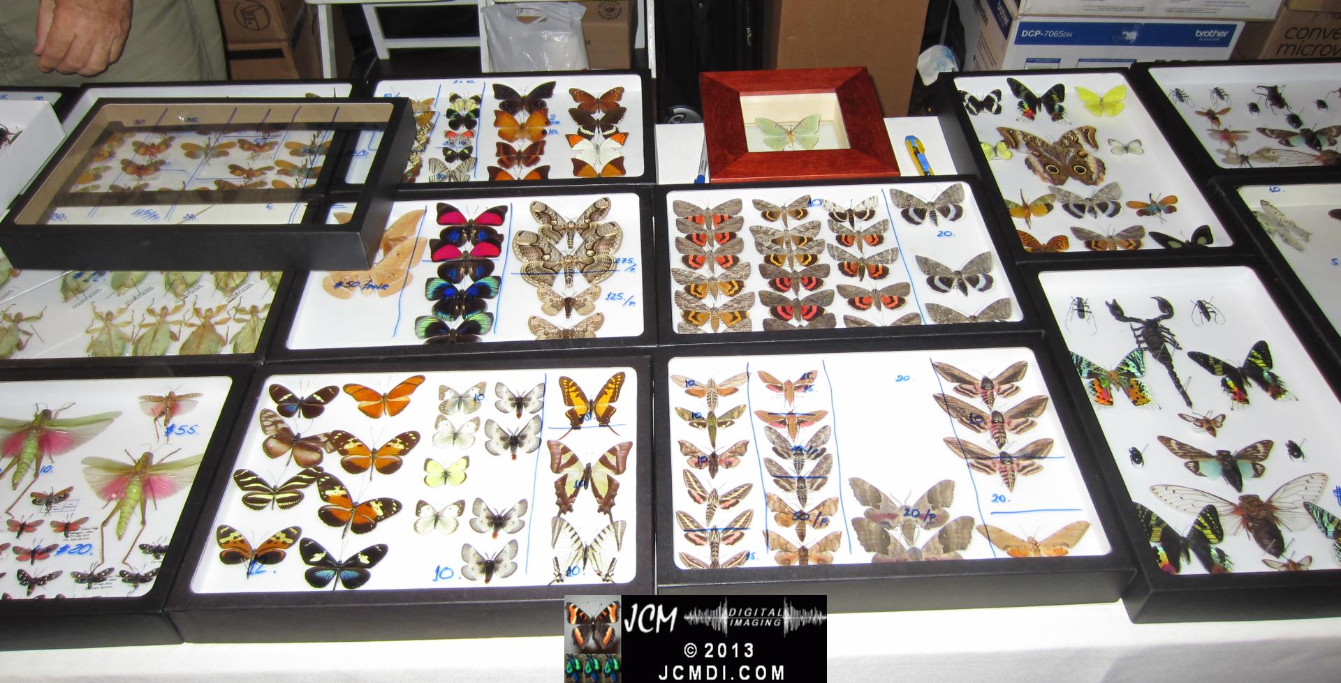 LANHM Bug Fair 2013 crowds and displays